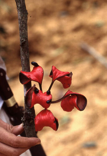 Cola digitata (Kola Nut) — photo