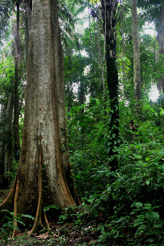 Cola gigantea (Giant cola) — photo