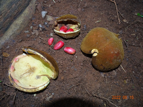 Cola gigantea (Giant cola) — photo