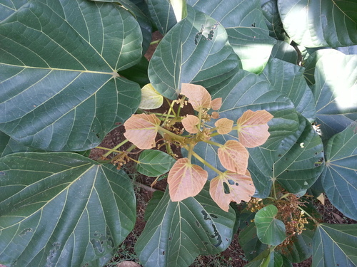 Cola gigantea