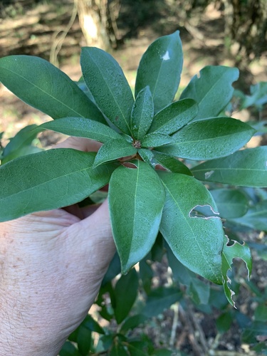 Cola greenwayi — photo