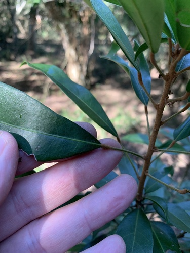Cola greenwayi — photo