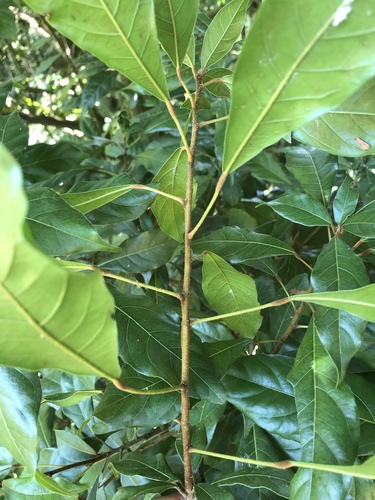 Cola greenwayi