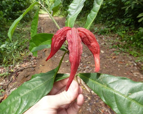 Cola heterophylla