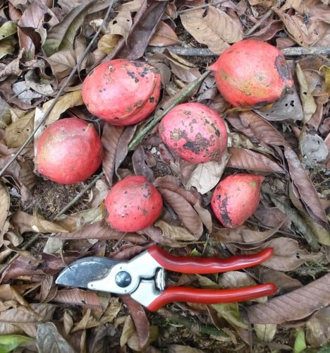 Cola lateritia (Monkey kola (red)) — photo