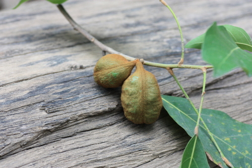 Cola laurifolia (Laurel-leaved kola) — photo