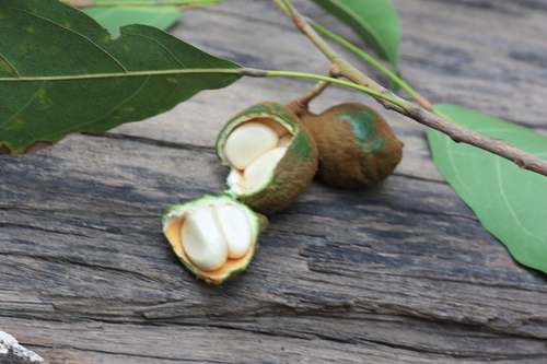Cola laurifolia