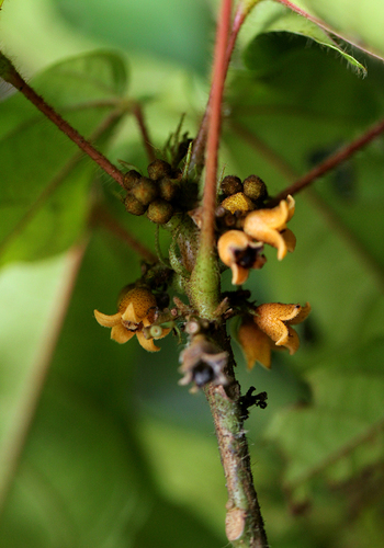 Cola marsupium — photo