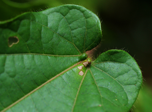 Cola marsupium — photo