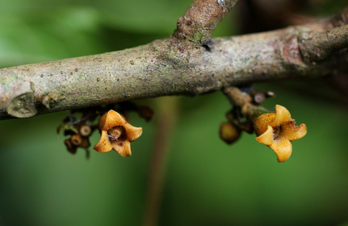 Cola marsupium