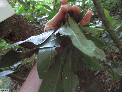 Cola natalensis (Common cola) — photo