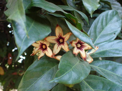 Cola nitida (Ghanja Kola) — photo