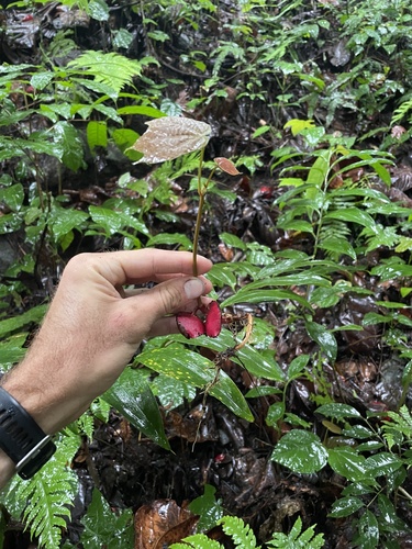 Cola scheffleri