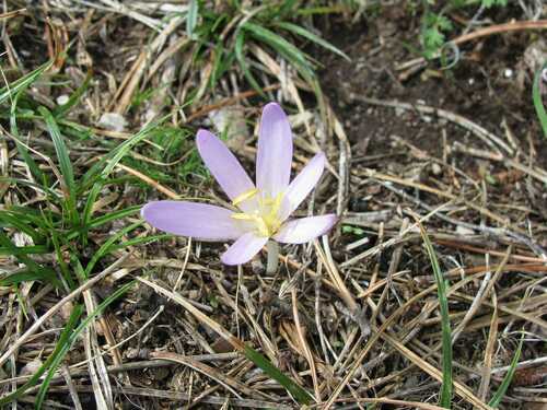 Colchicum autumnale (Autumn crocus) — photo