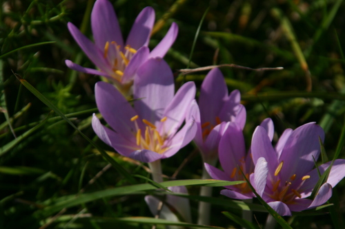 Colchicaceae