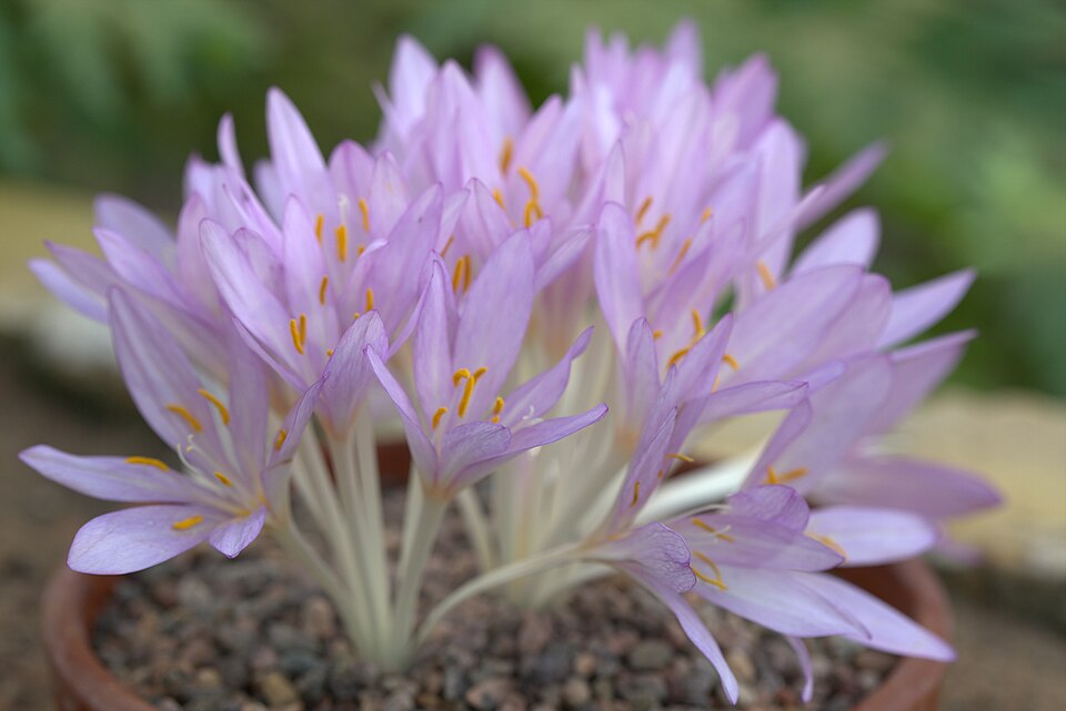 Colchicum cilicicum — photo