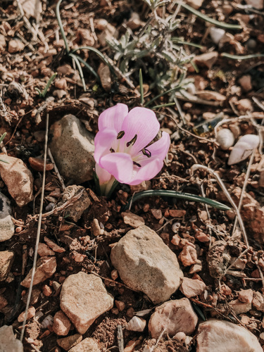 Colchicum triphyllum — photo