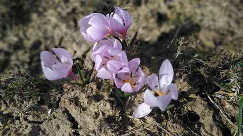 Colchicum triphyllum