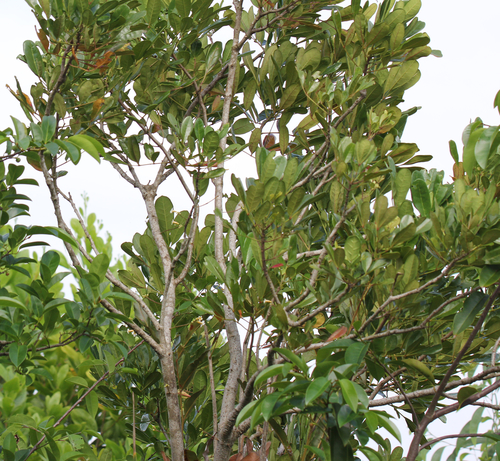 Colea obtusifolia — photo