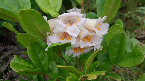 Colea obtusifolia
