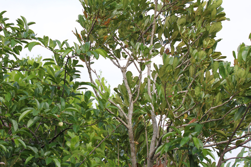 Colea obtusifolia — photo