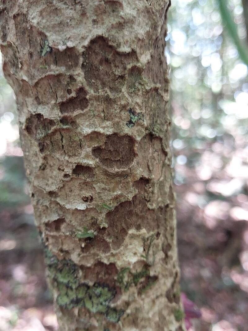 Colea sp. — photo