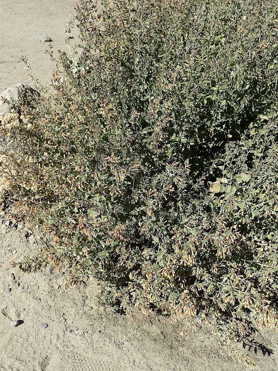 Coleosanthus californicus (Californian brickellbush) — photo