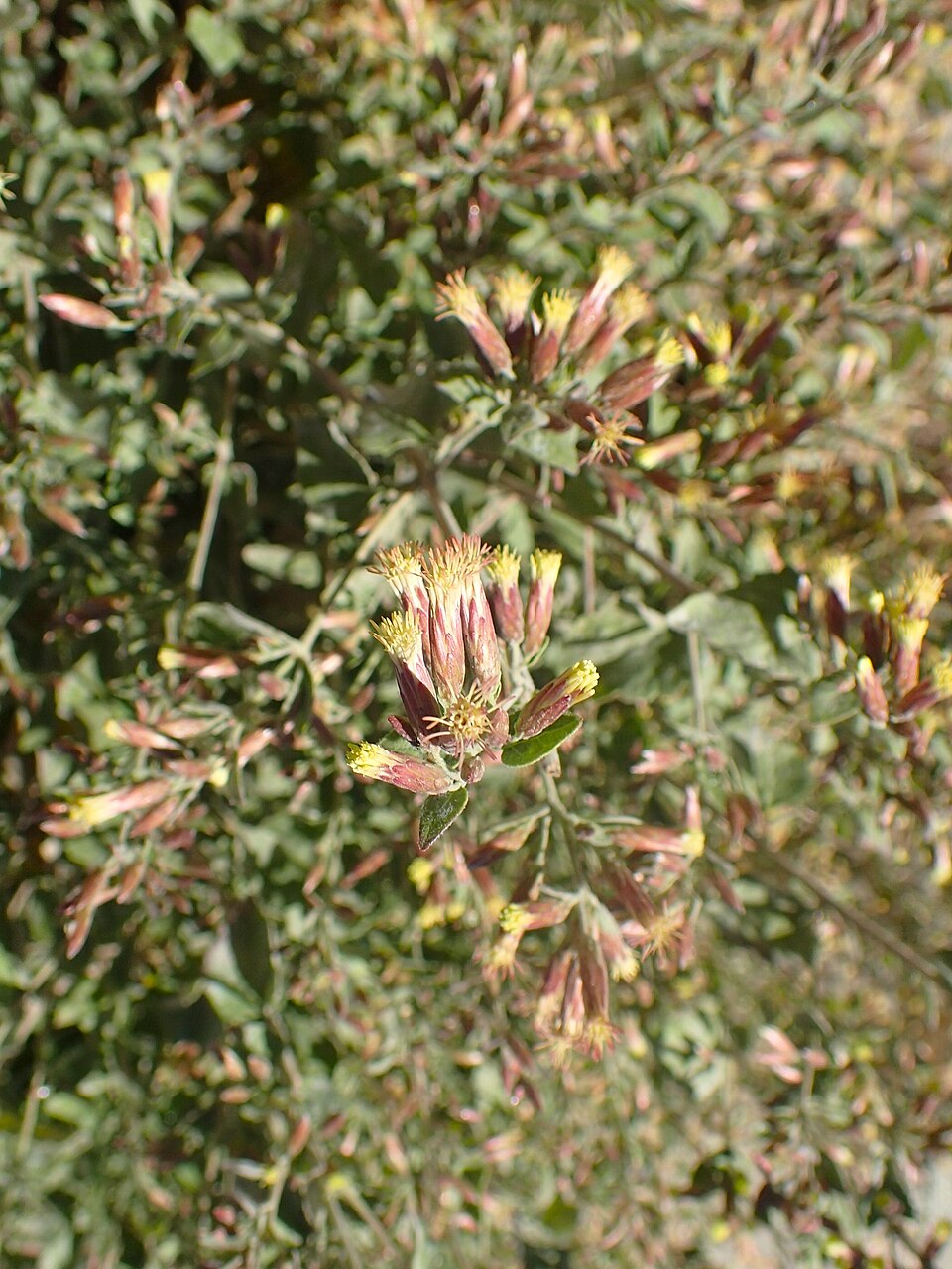 Coleosanthus californicus
