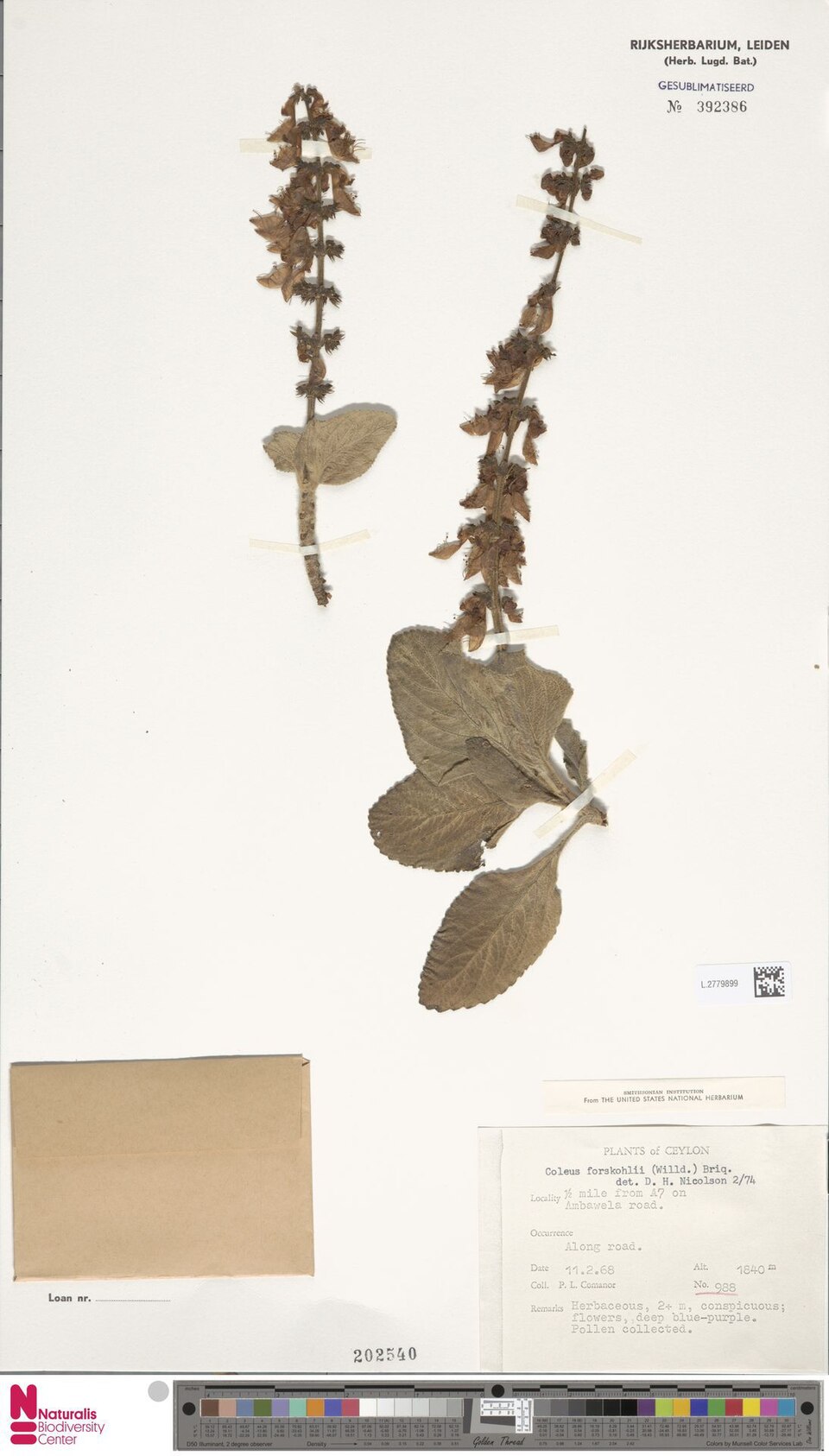 Coleus forskohlii