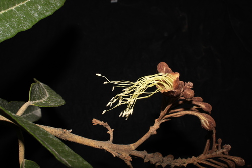 Colicodendron scabridum (Scabrid colicodendron) — photo
