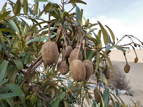 Colicodendron scabridum