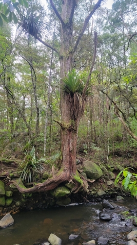 Collospermum hastatum (Kahakaha) — photo
