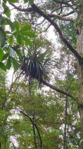 Collospermum hastatum (Kahakaha) — photo