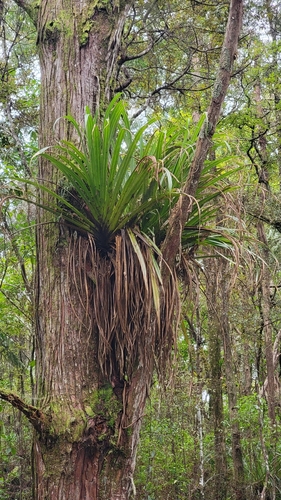 Collospermum hastatum