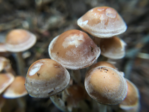 Collybia confluens — photo