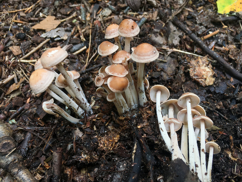 Collybia confluens — photo