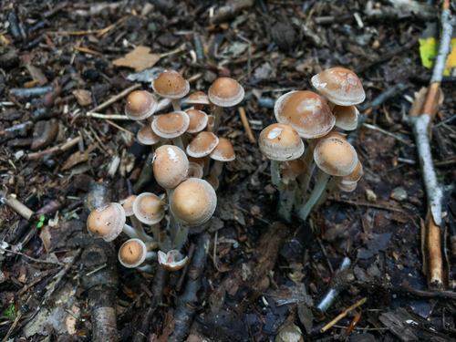 Collybia confluens