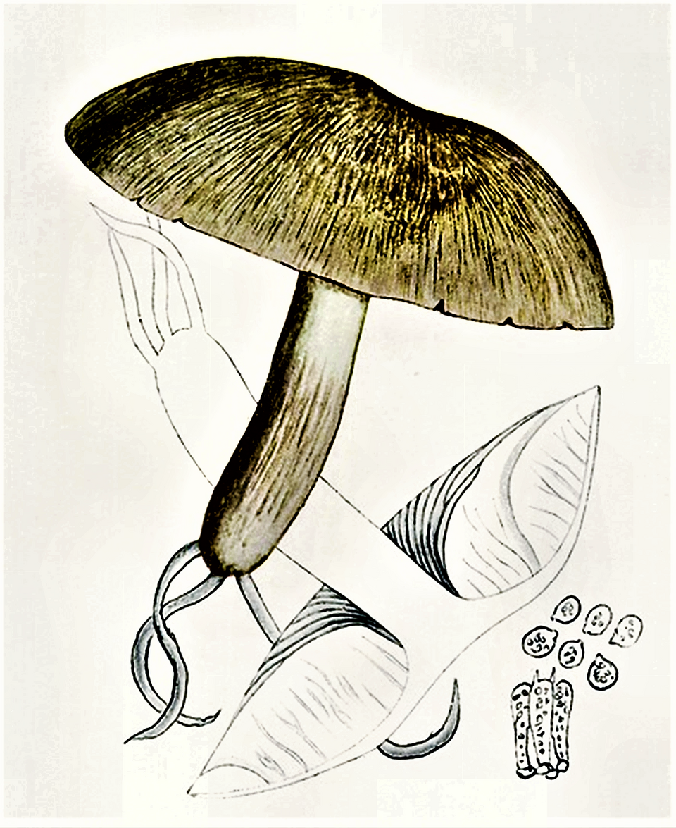 Collybia platyphylla — photo