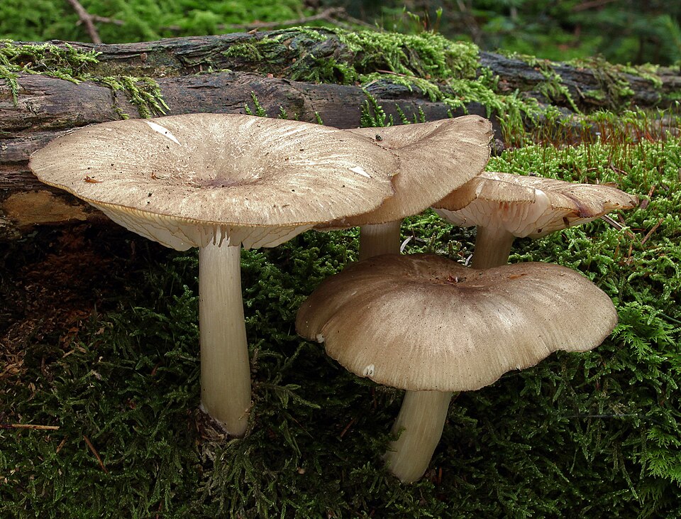 Collybia platyphylla