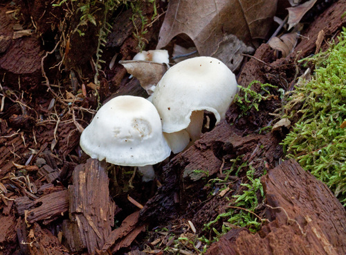 Collybia polyphylla — photo