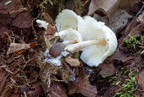 Collybia polyphylla — photo