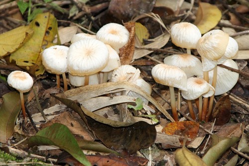 Collybia polyphylla