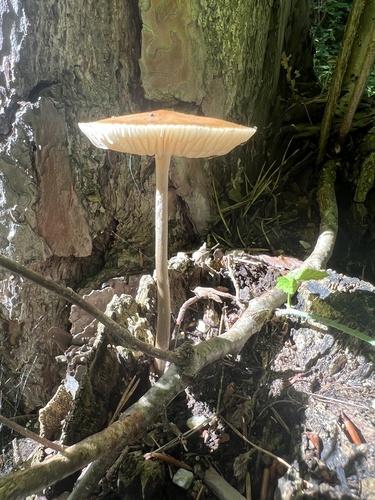Collybia radicata — photo