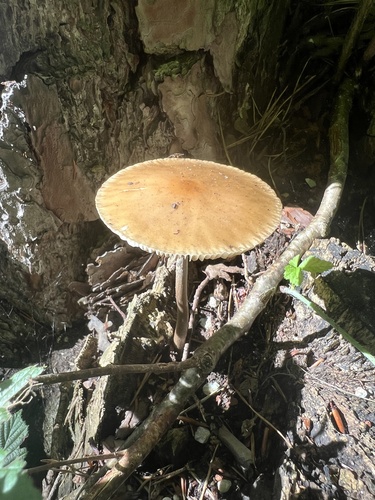 Collybia radicata — photo