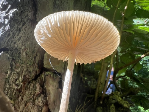 Collybia radicata
