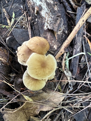 Collybia subpruinosa — photo
