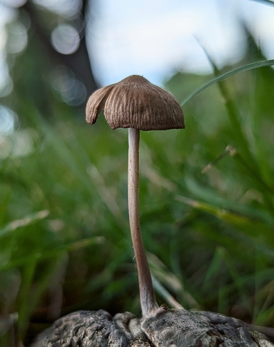 Collybia subpruinosa — photo