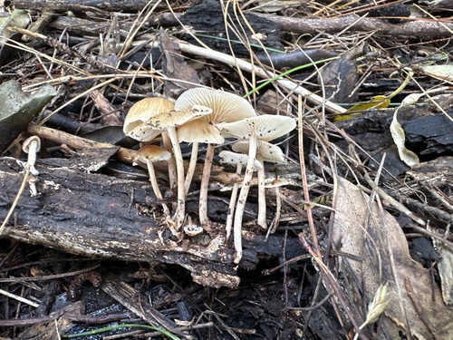 Collybia subpruinosa
