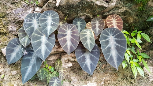 Colocasia affinis (Black princess taro) — photo