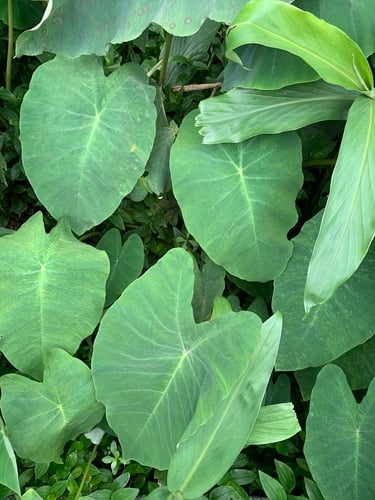 Colocasia esculenta (Taro) — photo